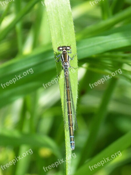 Dragonfly Damselfly Flying Insect Leaf Beauty