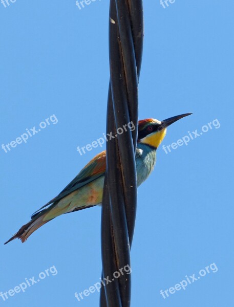 Bird Bee-eater Merops Apiaster Abellerol Cable