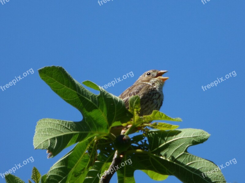 Singing Bird Fig Tree Linaria Cannabina Linnet Passerell