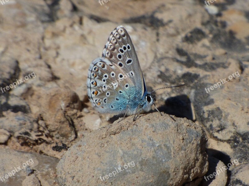 Butterfly Blue Butterfly Pseudophilotes Panoptes Blaveta Of The Farigola Lepidopteran