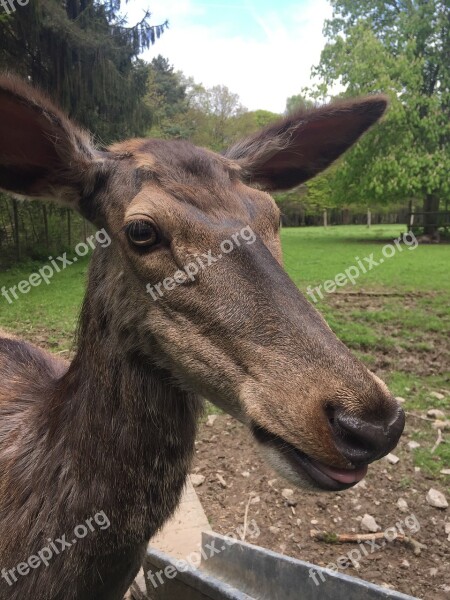 Roe Deer Nature Fallow Deer Animal Wild