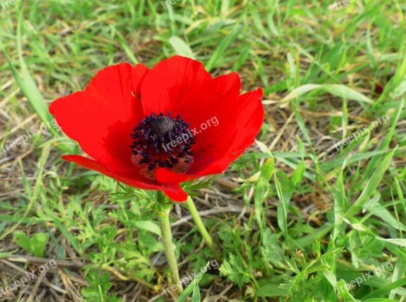 Anemone Red Nature Green Flower