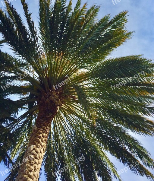 Palm Tree Palm Tree Tropical Nature