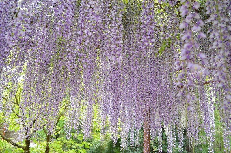 Glycine Plants Flowers Climbing Plant