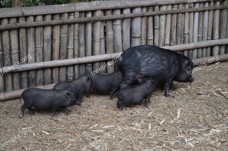 Pig Black Pork Animal Sow