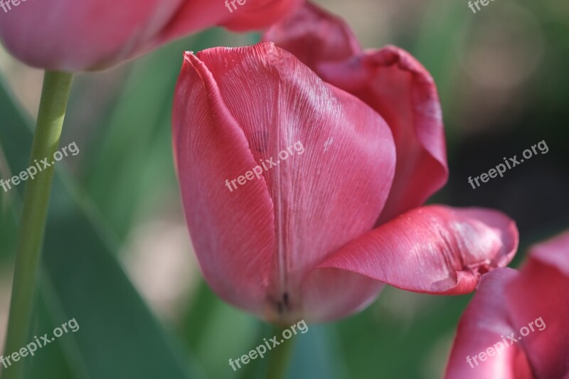 Tulip Violet Spring Flowers Nature