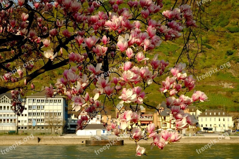 Magnolia Tree Magnolia Blossom Spring Flowers Nature