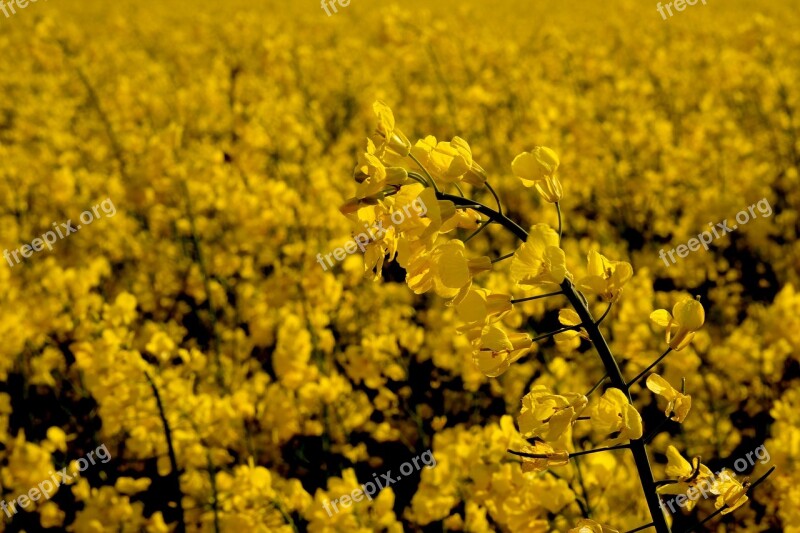 Oilseed Rape Rare Plant Field Of Rapeseeds Yellow Rape Blossom