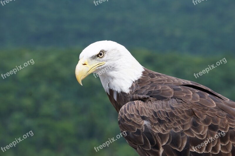 Bird American Eagle Raptor Free Photos