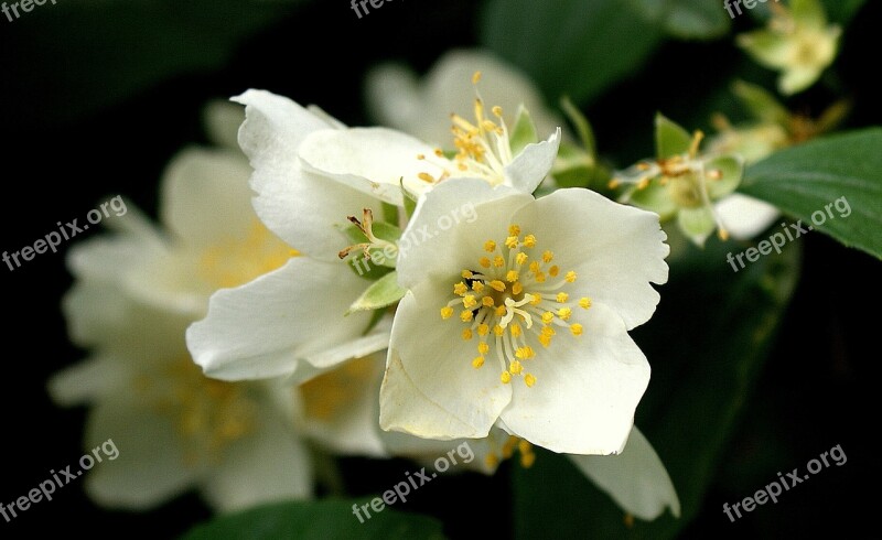 Flower Jasmine Nature Flowering White Flower