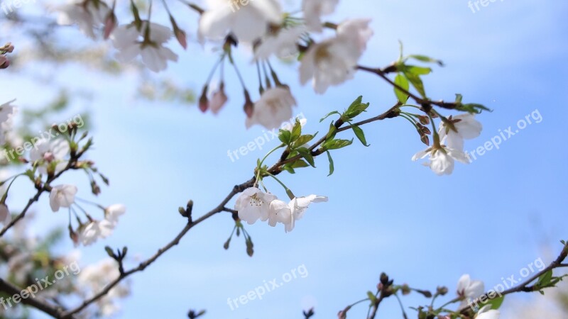 Artistic Conception Spring Cherry Blossom Free Photos