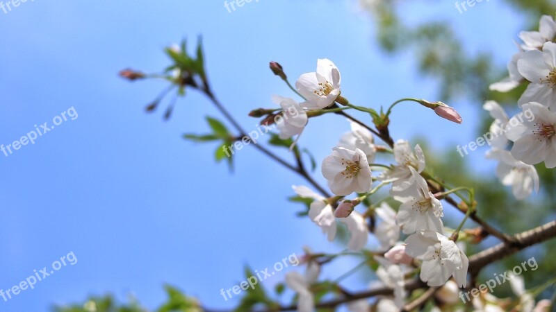 Cherry Blossom Spring Artistic Conception Free Photos