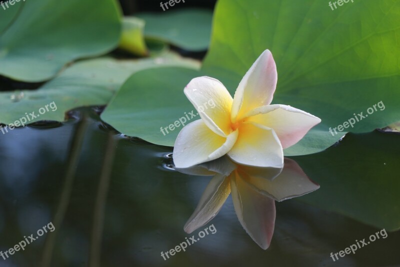 Flowers Frangipani More Information White Flowers Fragrapanti