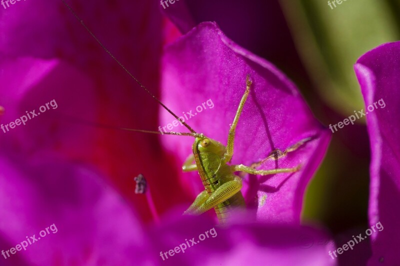 Grasshopper Green Grasshopper Insect Orchard Macro