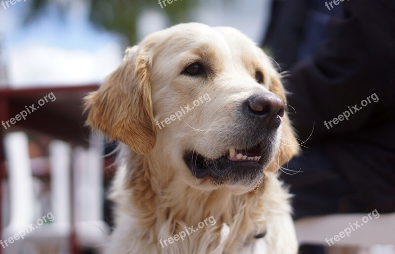 Dog Retriever Golden Retriever Sweet Expensive