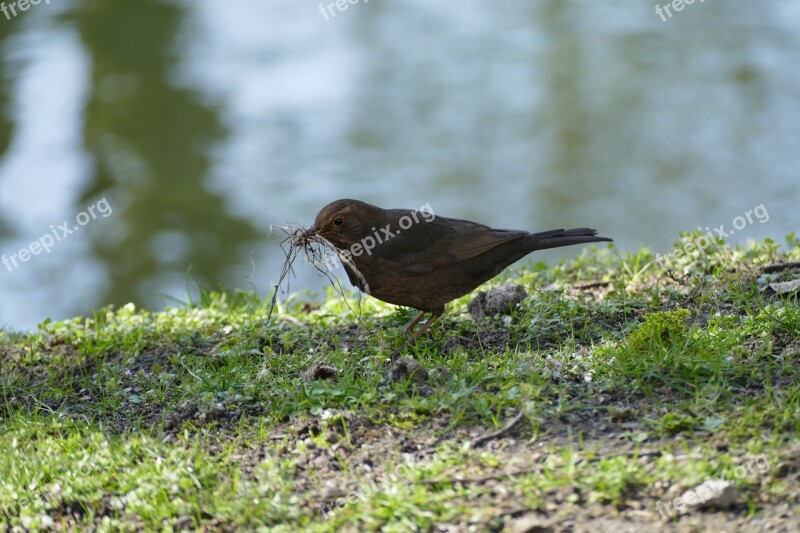 Bird Preparing For Summer Free Photos