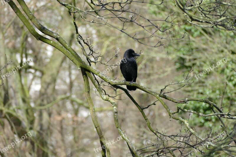 Bird Waiting For Free Photos