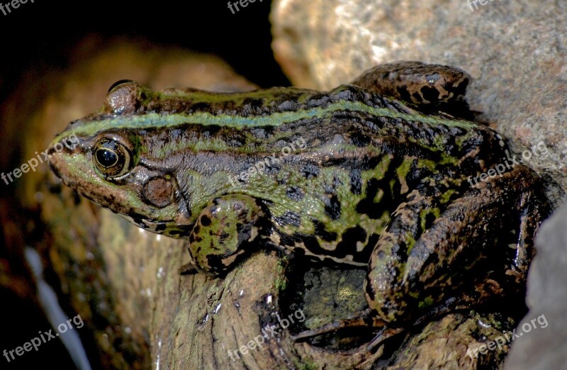 Frog Nature Sitting Frog Frogs Frog Pond