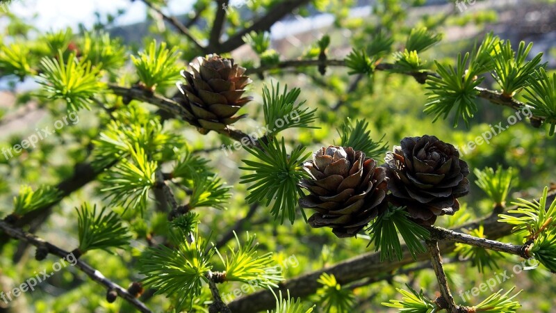 Cones Larch Tree Sprig Closeup