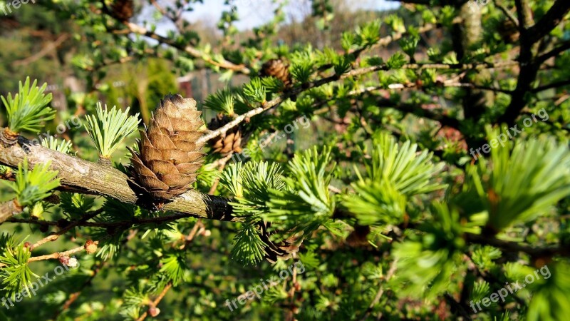 Pine Cone Larch Nature Tree Sprig