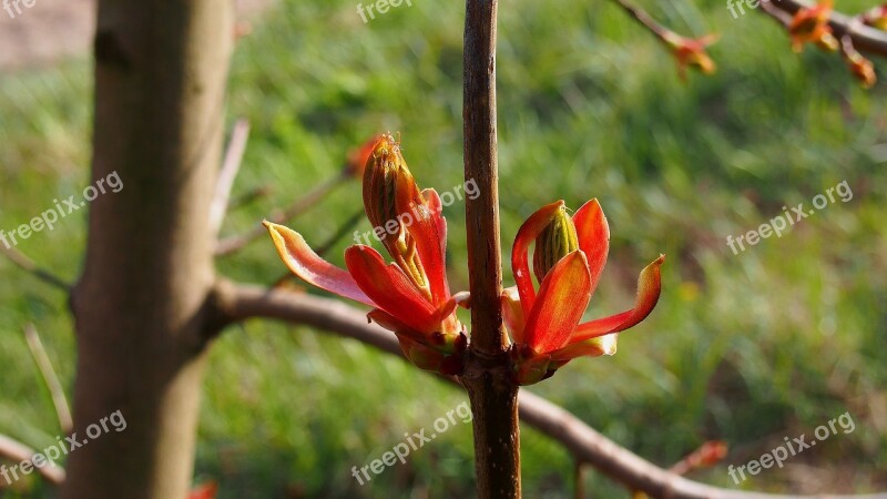 Bud Clone Spring Nature Tree