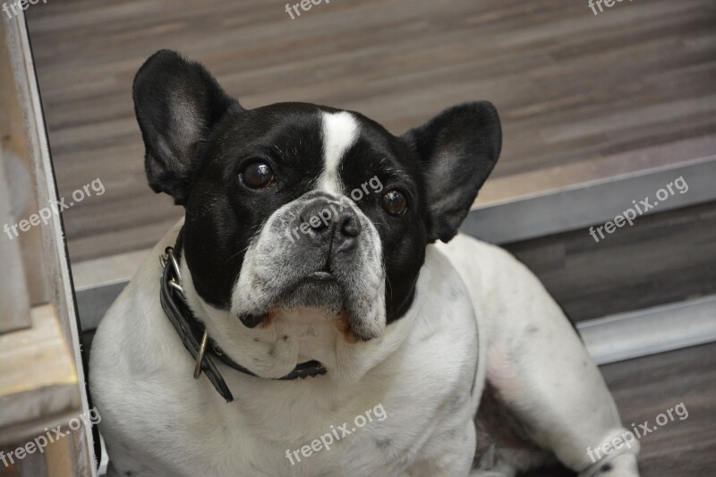 Dog Bulldog French Bulldog Doggie Companion