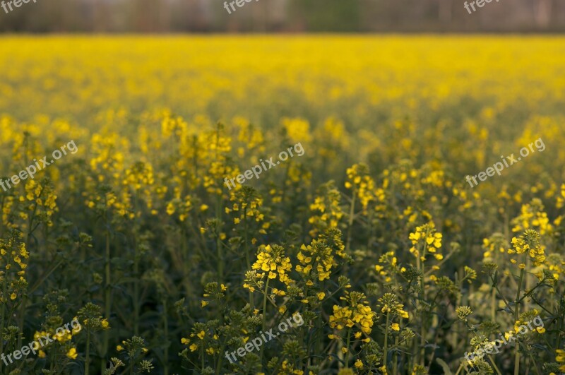 Field Of Rapeseeds Oilseed Rape Nature Landscape Rape Blossom