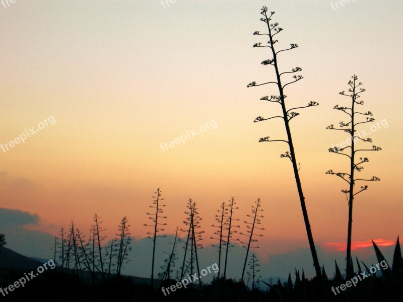 Backlight Sunset Landscape Cactus Cabo De Gata