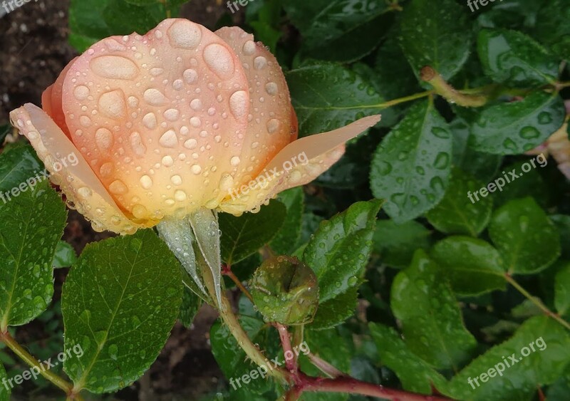 Rose Orange Rose Flower Garden Nature