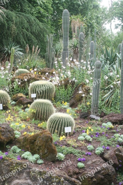 Cactus Plant Prickly Schwiegermuttersitz Spur