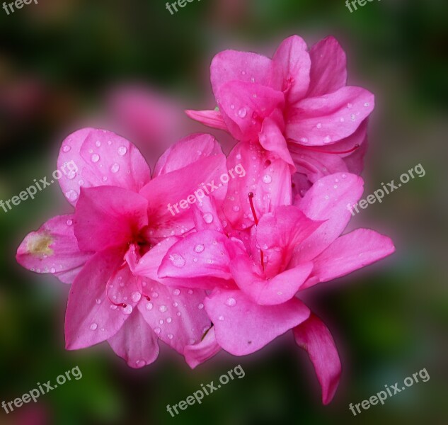 Azalea Blossom Bloom Pink Park