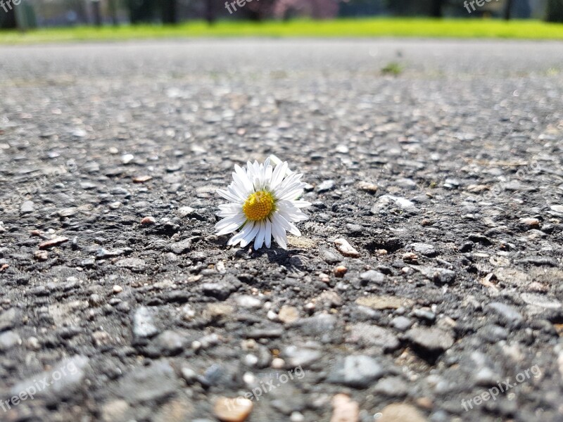 Flowers Fresh Little Flower Sunshine Daisy