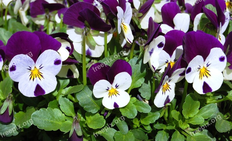 Pansies Spring Flowers Full Bloom Nature