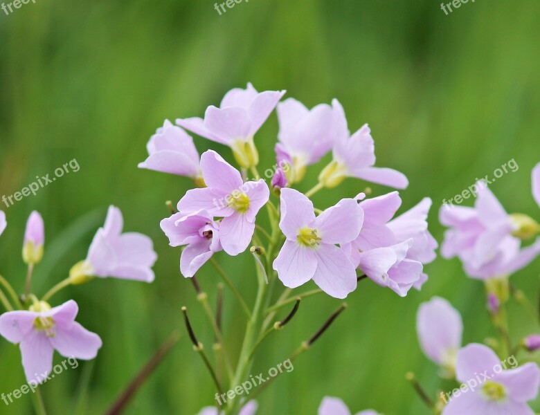 Smock Cardamine Flowering Plant Pointed Flower Purple