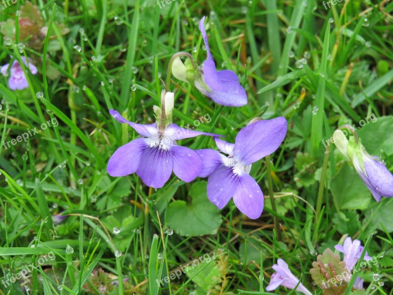 Violet Purple Spring Viola Plant