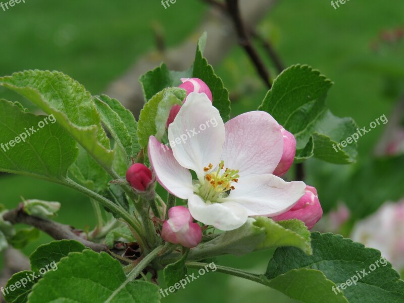 Apple Blossom Pink Blossom Bloom Apple Tree