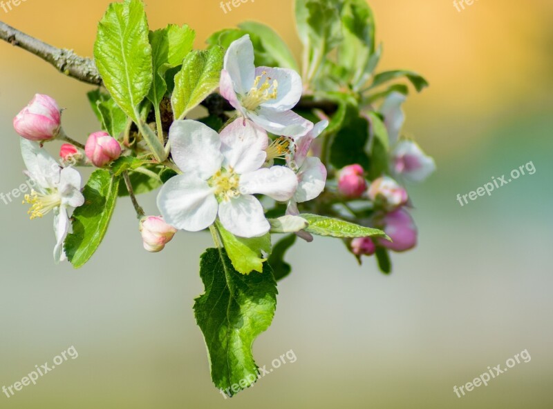 Apple Tree Flowers Apple Tree White Blossom Apple Blossom Blossom