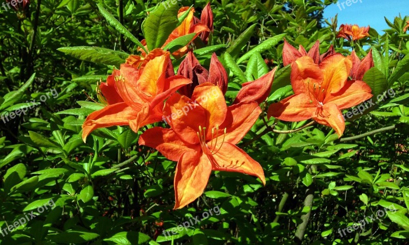 May Flowers Azalea Nature Free Photos