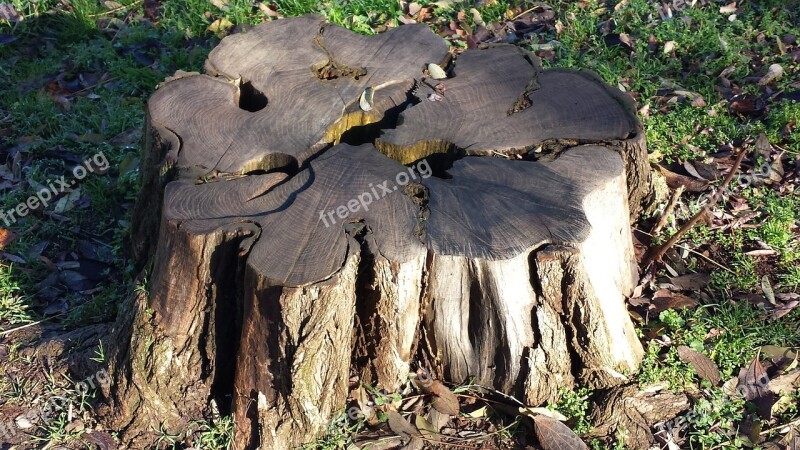 Tree Wood Cut Trunk Free Photos