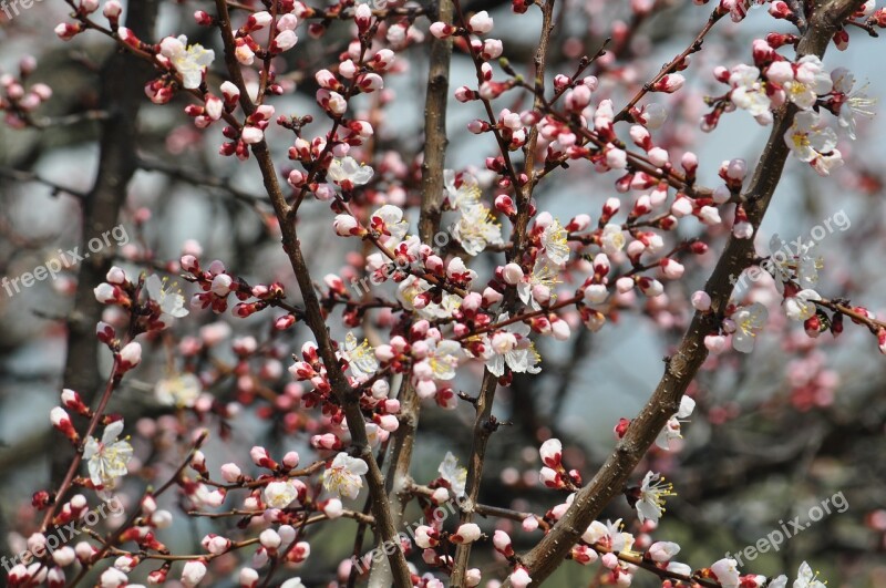 Spring Apricot Almaty Free Photos