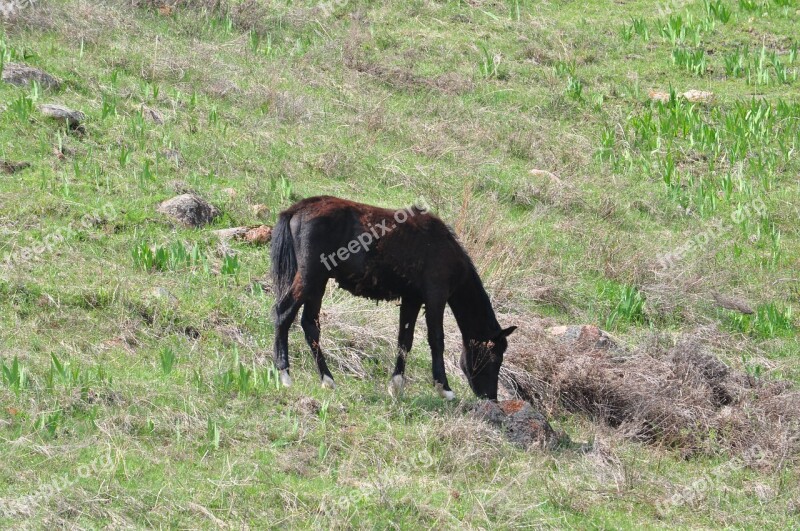 Horse Kazakhstan Spring Free Photos