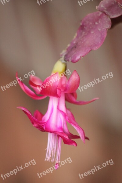 Cactus Flowers Bloom Plants Exotic