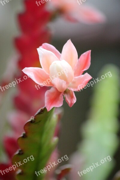 Cactus Flowers Bloom Plants Exotic