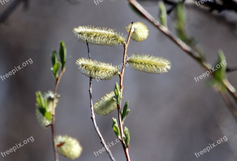 Verba Plant Branch Spring Life