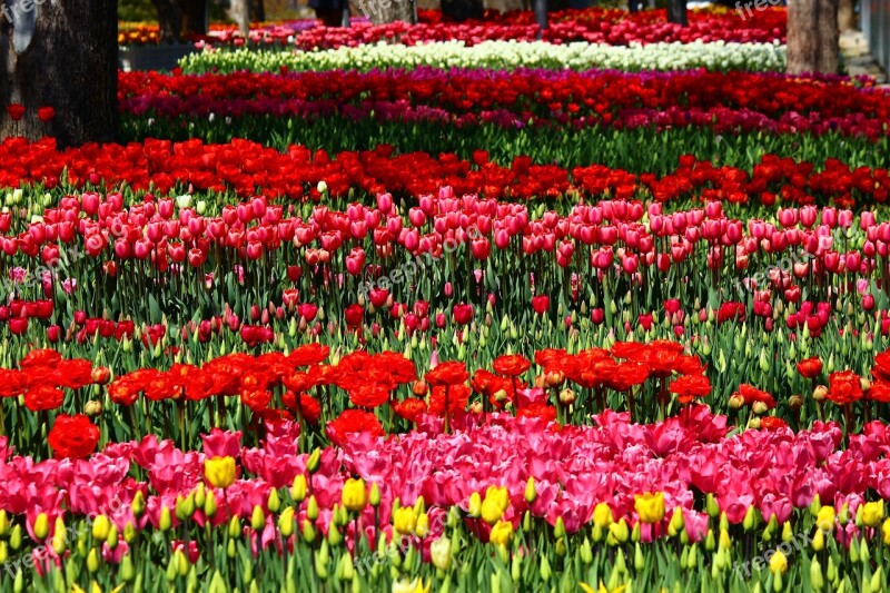 Colorful Parade The Feast Of Tulips Tulips Konya