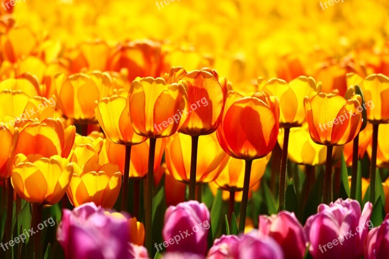 A Collection Of Yellow Tulips Yellow Tulips Tulip Konya Spring Free Photos