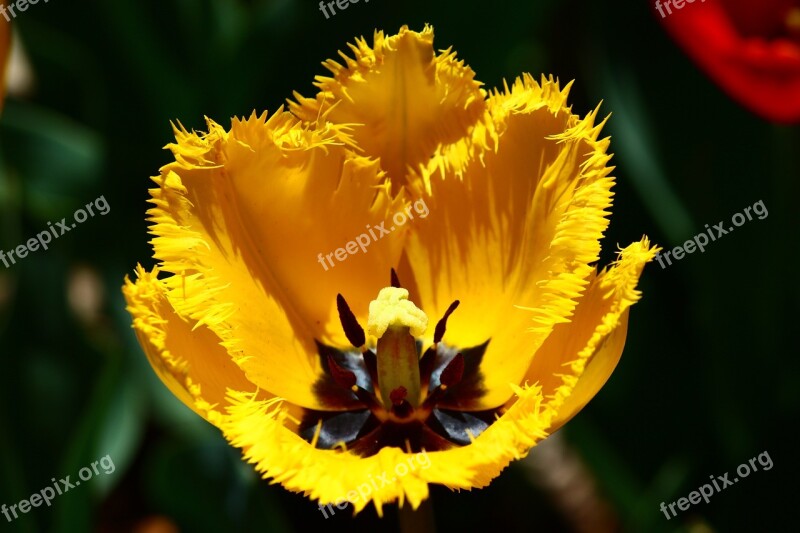 Yellow Tulip Cut-leaved Tulips Spring Konya