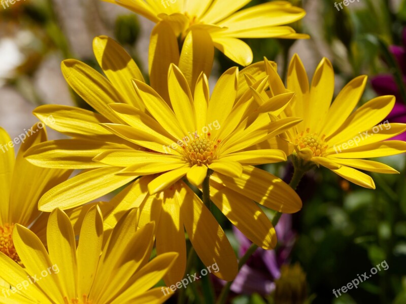 Flowers Margarita Cape Town Marguerite Spring Flowers Spring