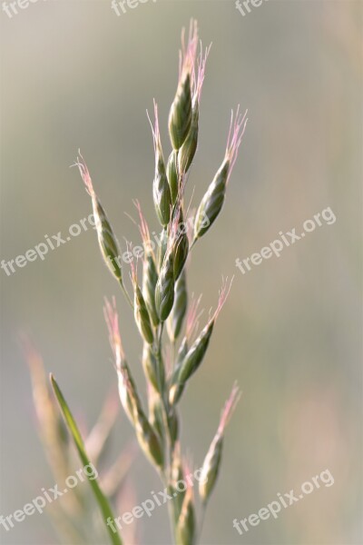 Plant Nature Meadow Bloom Frozen