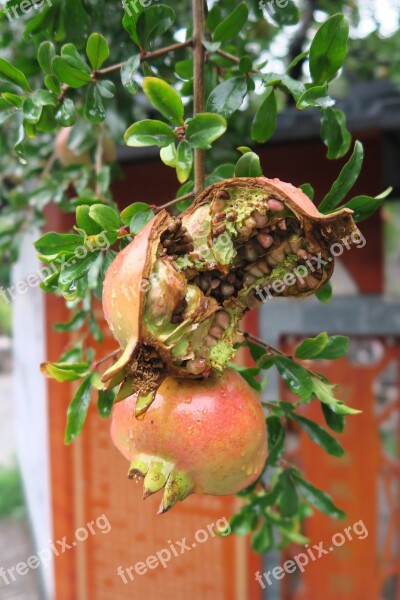 Pomegranate China Fruit Close Up Exotic